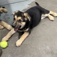 Tucker, a male German Shepherd Dog for sale in Brighton, CO – Photo 2 of 9