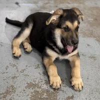 Tucker, a male German Shepherd Dog for sale in Brighton, CO – Photo 3 of 9