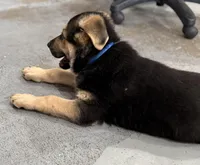 Tucker, a male German Shepherd Dog for sale in Brighton, CO – Photo 4 of 9