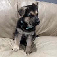 Tucker, a male German Shepherd Dog for sale in Brighton, CO – Photo 8 of 9