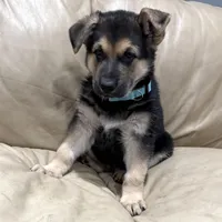 Tucker, a male German Shepherd Dog for sale in Brighton, CO – Photo 7 of 9