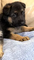 AKC German Shepherd Puppy male, a male German Shepherd Dog for sale in Brighton, CO – Photo 3 of 3