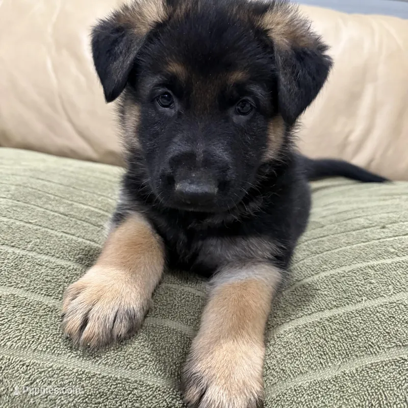 AKC German Shepherd Puppy male – German Shepherd Dog puppy for sale in Brighton, CO