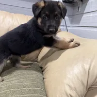 Elena, a female German Shepherd Dog for sale in Denver, CO – Photo 8 of 8