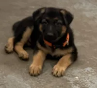 Elena, a female German Shepherd Dog for sale in Denver, CO – Photo 2 of 8