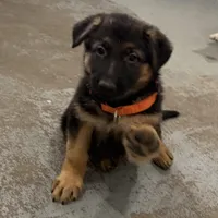 Elena, a female German Shepherd Dog for sale in Denver, CO – Photo 7 of 8