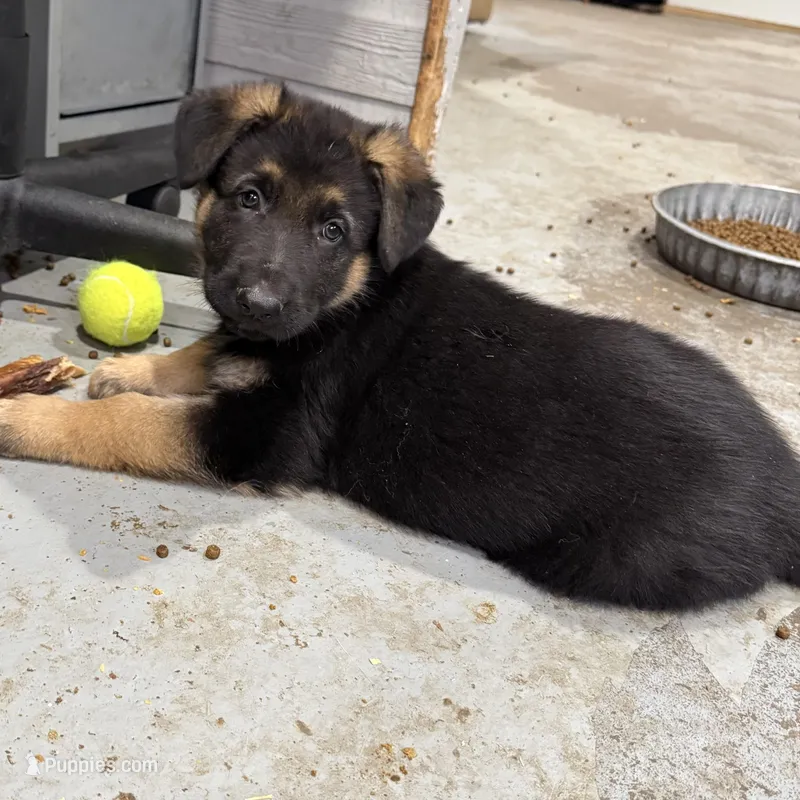 Elena – German Shepherd Dog puppy for sale in Denver, CO