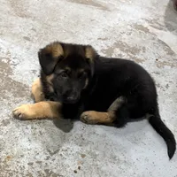 Elena, a female German Shepherd Dog for sale in Denver, CO – Photo 6 of 8