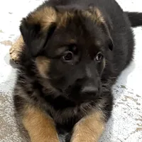 Elena, a female German Shepherd Dog for sale in Denver, CO – Photo 5 of 8