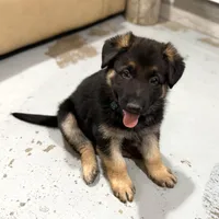 Elena, a female German Shepherd Dog for sale in Denver, CO – Photo 4 of 8