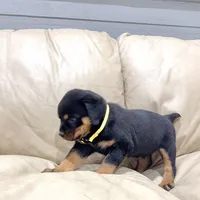 AKC Rottie pup female, a female Rottweiler for sale in Brighton, CO – 7 of 9