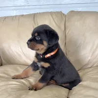 AKC Rottweiler puppy male, a male Rottweiler for sale in Brighton, CO – 3 of 10