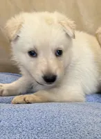 AKC German Shepherd puppy female, a female German Shepherd Dog for sale in Brighton, CO – Photo 2 of 2