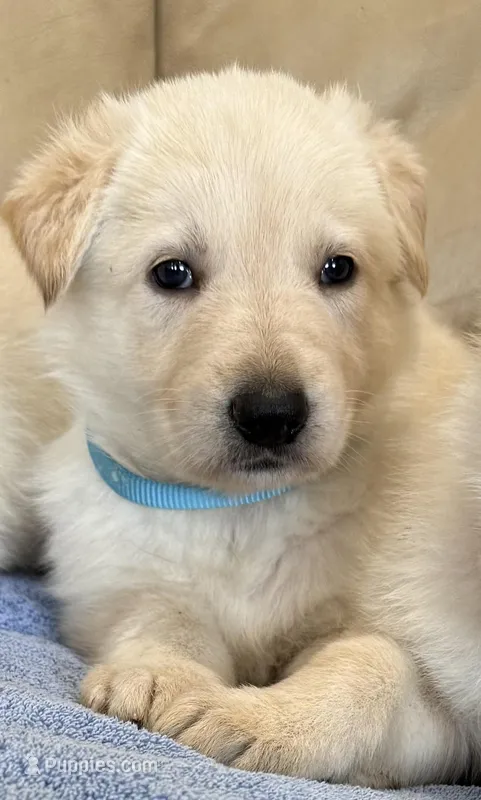 AKC German Shepherd puppy female – German Shepherd Dog puppy for sale in Brighton, CO