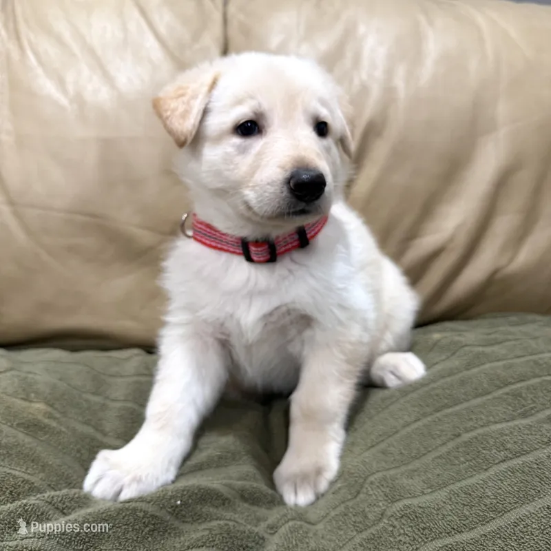 AKC German Shepherd puppy female – German Shepherd Dog puppy for sale in Brighton, CO