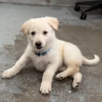 Cinderella, a female German Shepherd Dog for sale in Denver, CO – Photo 3 of 5