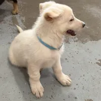 Cinderella, a female German Shepherd Dog for sale in Denver, CO – Photo 5 of 5