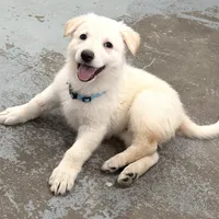 Cinderella, a female German Shepherd Dog for sale in Denver, CO – Photo 2 of 5