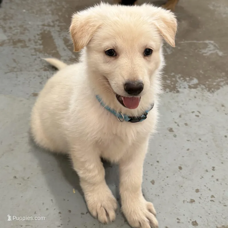 Cinderella – German Shepherd Dog puppy for sale in Denver, CO