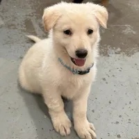 Cinderella, a female German Shepherd Dog for sale in Denver, CO – Photo 1 of 5