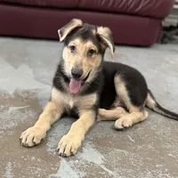 Haxtun, a male German Shepherd Dog for sale in Brighton, CO – 5 of 9