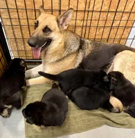 AKC German Shepherd Puppy, a male German Shepherd Dog for sale in Brighton, CO – Photo 1 of 9