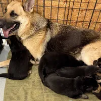 AKC German Shepherd Puppy, a male German Shepherd Dog for sale in Brighton, CO – Photo 3 of 9