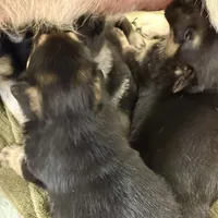 AKC German Shepherd Puppy, a male German Shepherd Dog for sale in Brighton, CO – Photo 2 of 9