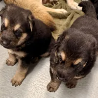 AKC German Shepherd Puppy, a male German Shepherd Dog for sale in Brighton, CO – Photo 6 of 9