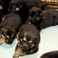 AKC German Shepherd Puppy, a male German Shepherd Dog for sale in Brighton, CO – Photo 5 of 9