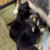 AKC German Shepherd Puppy, a male German Shepherd Dog for sale in Brighton, CO – Photo 8 of 9