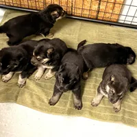 AKC German Shepherd Puppy, a male German Shepherd Dog for sale in Brighton, CO – Photo 7 of 9