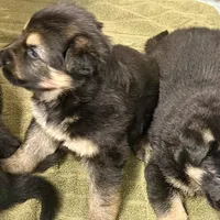 AKC German Shepherd Puppy, a male German Shepherd Dog for sale in Brighton, CO – Photo 4 of 9