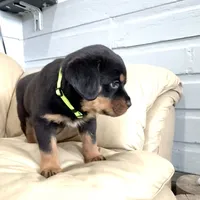 AKC Rottie pup male, a male Rottweiler for sale in Brighton, CO – 9 of 10