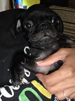 Bear, a male Pug for sale in Ansonia, CT – 3 of 4