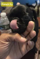 French Fry, a male Pug for sale in Ansonia, CT – 2 of 5