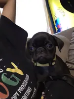 French Fry, a male Pug for sale in Ansonia, CT – 4 of 5