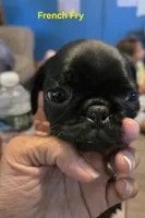 French Fry, a male Pug for sale in Ansonia, CT – 5 of 5