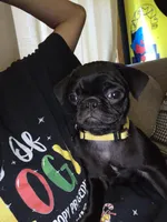 French Fry, a male Pug for sale in Ansonia, CT – 3 of 5
