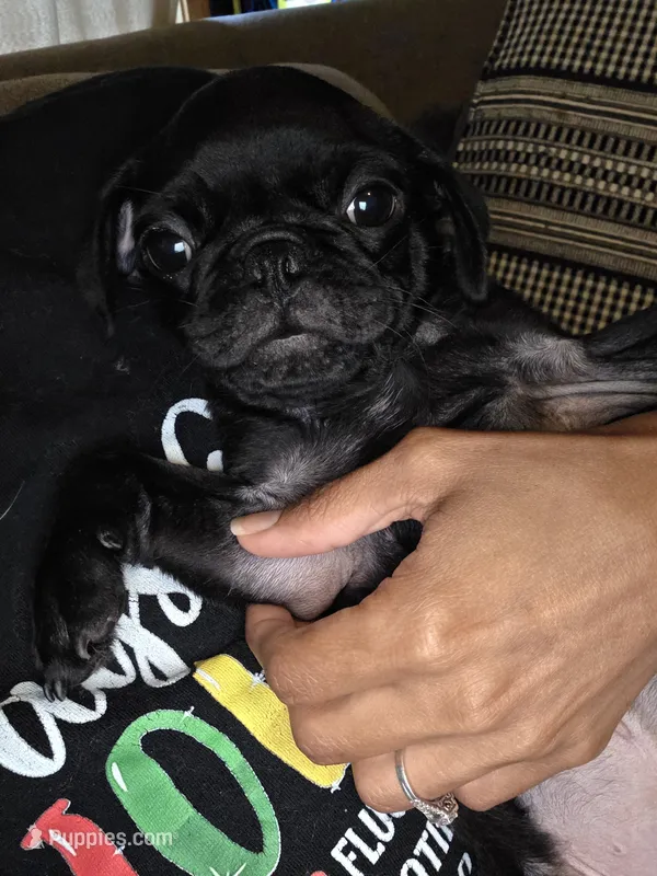 Bear – Pug puppy for sale in Ansonia, CT