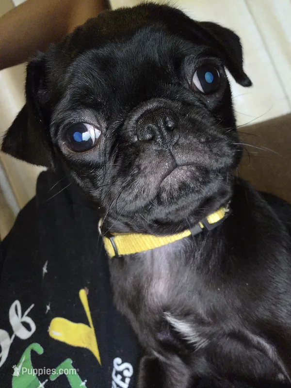 French Fry – Pug puppy for sale in Ansonia, CT