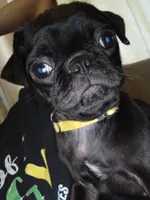 French Fry, a male Pug for sale in Ansonia, CT – 1 of 5