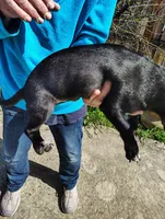 Tuxedo , a male Jack Russell Terrier and Chihuahua for sale in Bakersfield, CA – Photo 4 of 5