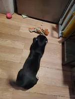 Tuxedo , a male Jack Russell Terrier and Chihuahua for sale in Bakersfield, CA – Photo 3 of 5