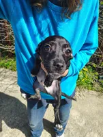 Tuxedo , a male Jack Russell Terrier and Chihuahua for sale in Bakersfield, CA – Photo 1 of 5