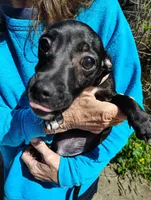 Tuxedo , a male Jack Russell Terrier and Chihuahua for sale in Bakersfield, CA – Photo 2 of 5