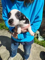 Oreo, a male Jack Russell Terrier and Chihuahua for sale in Bakersfield, CA – Photo 1 of 5