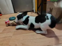 Oreo, a male Jack Russell Terrier and Chihuahua for sale in Bakersfield, CA – Photo 3 of 5