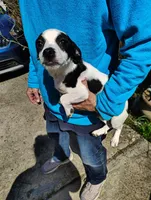 Oreo, a male Jack Russell Terrier and Chihuahua for sale in Bakersfield, CA – Photo 2 of 5