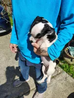 Oreo, a male Jack Russell Terrier and Chihuahua for sale in Bakersfield, CA – Photo 4 of 5